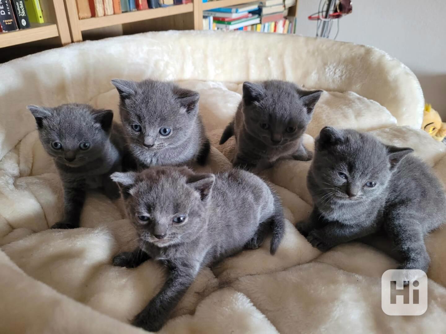 Britská koťátka - foto 1