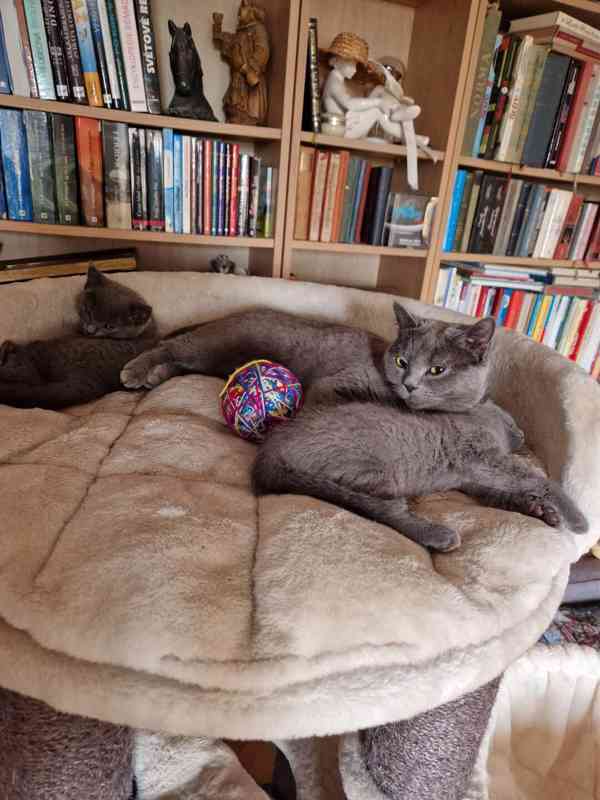 Britská koťátka - foto 6