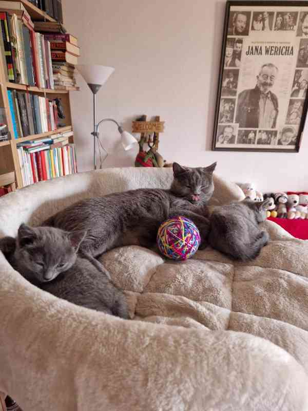 Britská koťátka - foto 5