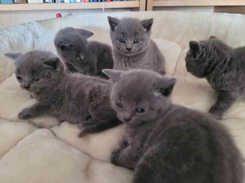 Britská koťátka - foto 2