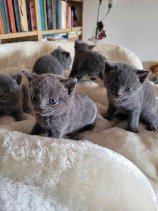 Britská koťátka - foto 3