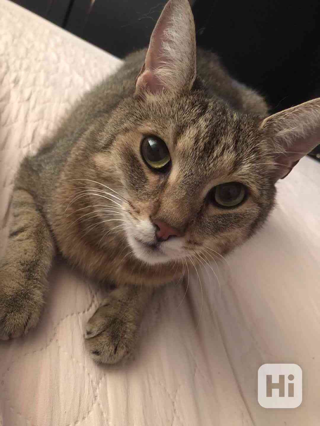 Kočka Mia hledá domov  - foto 1