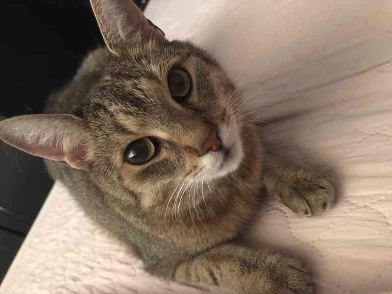 Kočka Mia hledá domov  - foto 1