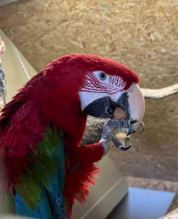 super hloupý krotký papoušek ara šarlatový - foto 1