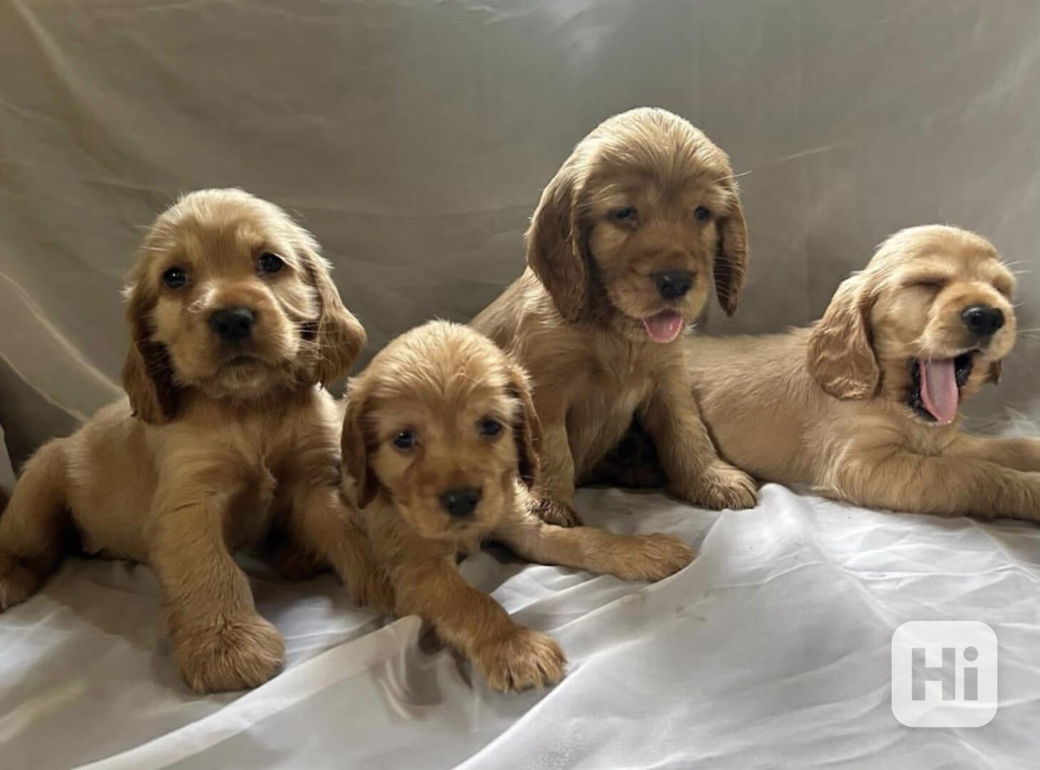 štěňata kokršpaněla - foto 1