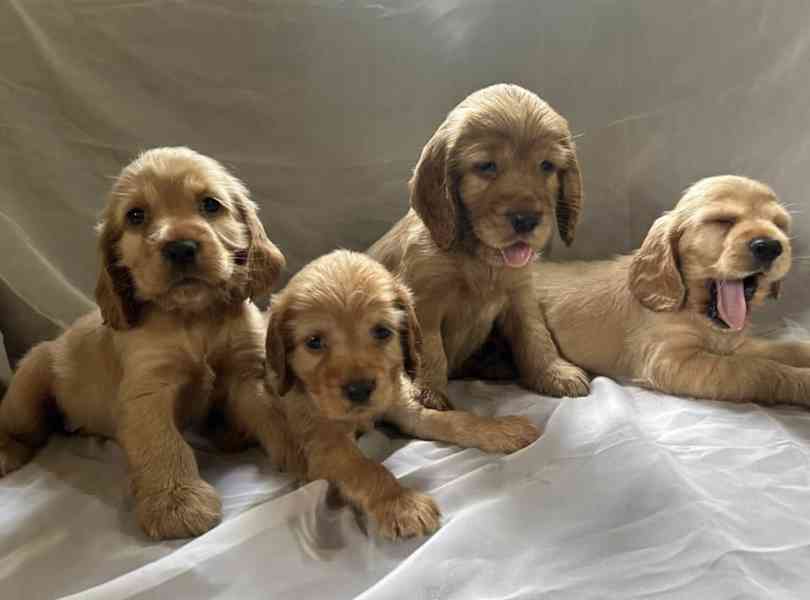 štěňata kokršpaněla - foto 1