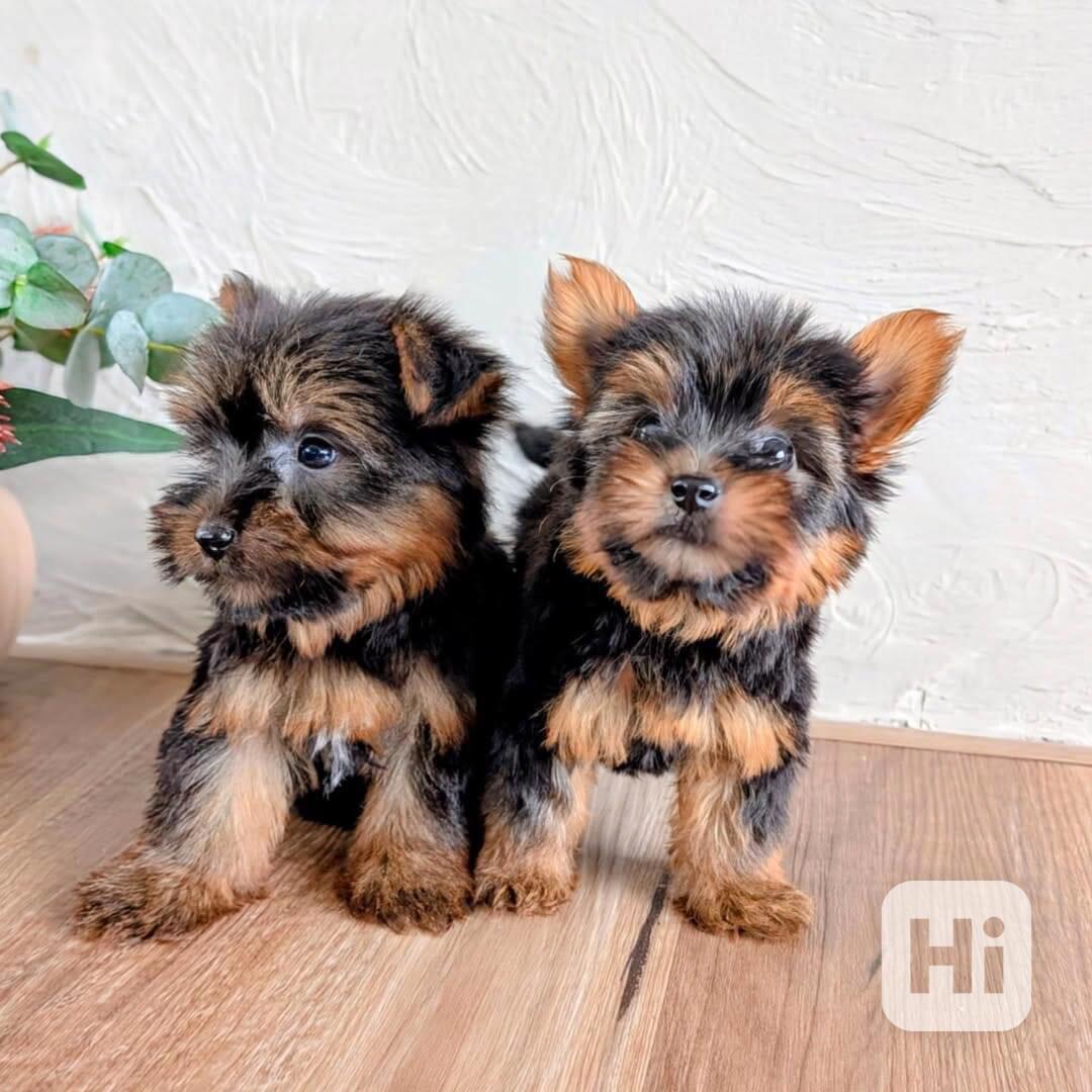 Štěňata yorkshirského teriéra k adopci a k ​​přemístění - foto 1