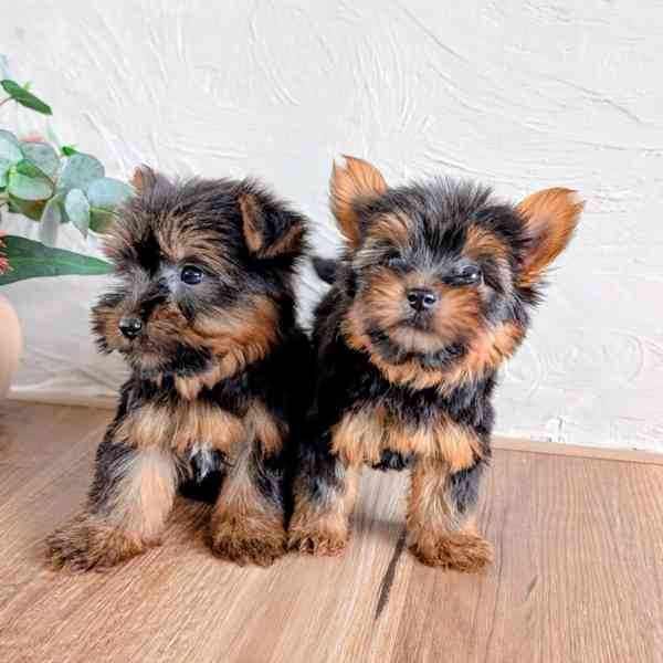 Štěňata yorkshirského teriéra k adopci a k ​​přemístění