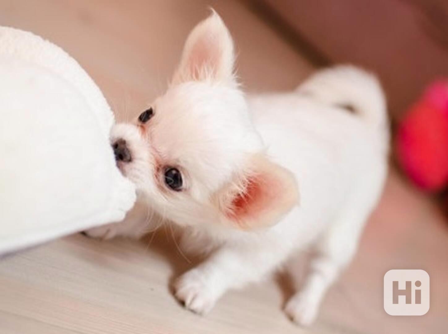 Štěňátka čivavy s pp - foto 1