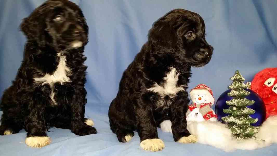 Štěňata - Portugalský vodní pes - foto 1