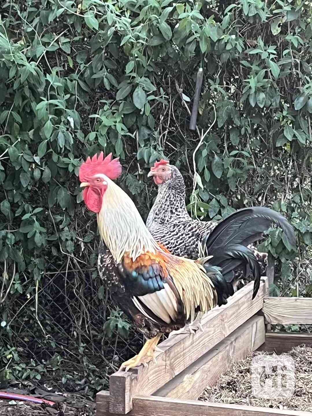 Kohout vlašák - foto 1