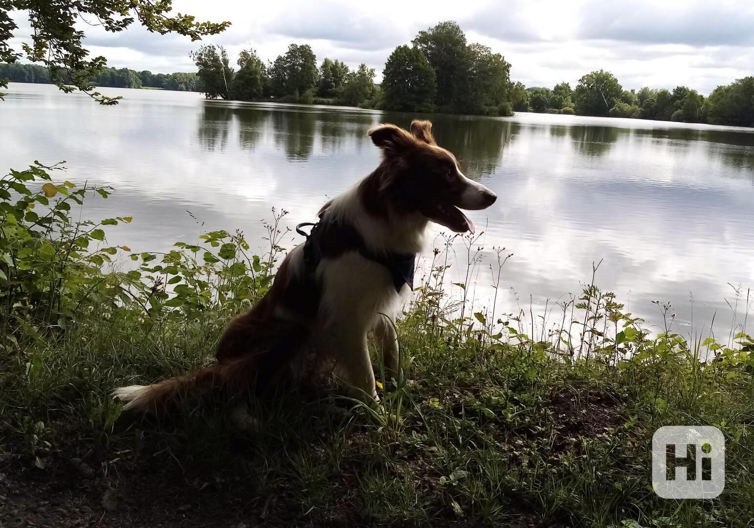 Nabízím ke krytí 4 letého hnědobílého psa Border kolie - foto 1