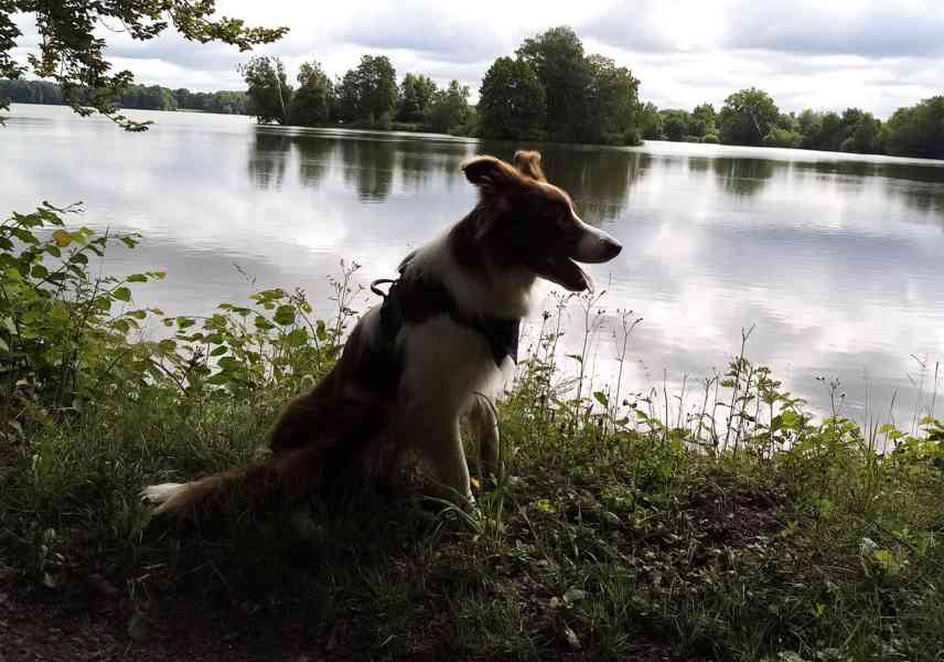 Nabízím ke krytí 4 letého hnědobílého psa Border kolie - foto 1