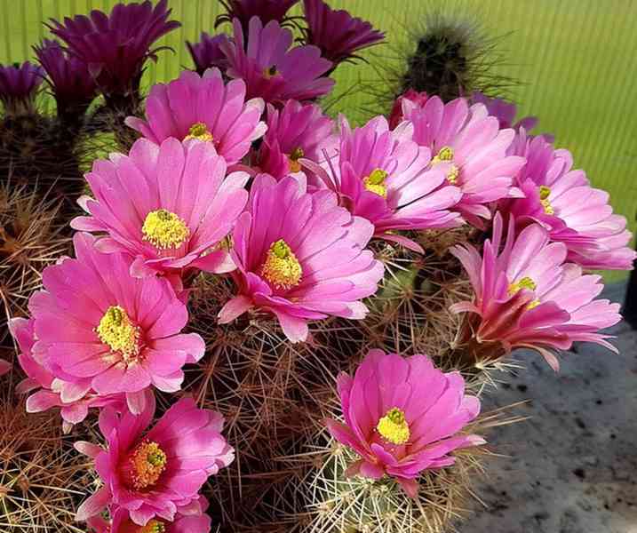 kaktus Echinocereus roetteri