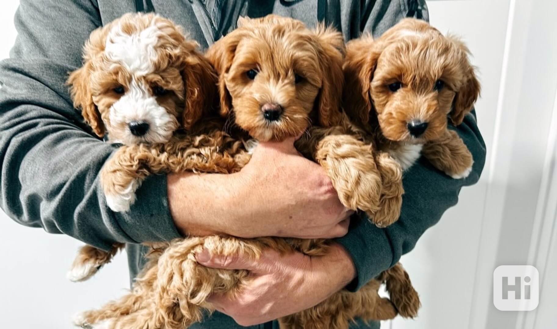 4 štěňata pudla k adopci. - foto 1