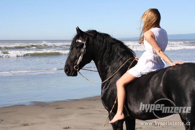 k prodeji, krásný Frisian koně mistr - foto 1