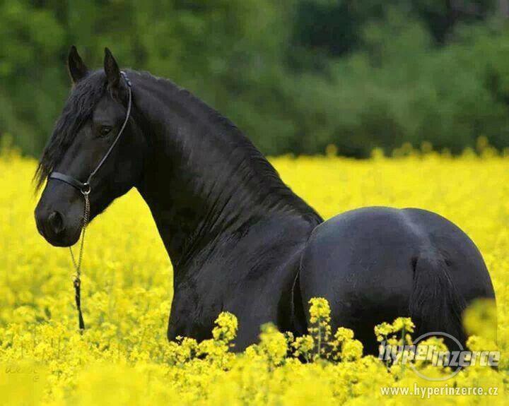 k prodeji, krásný Frisian koně mistr - foto 2