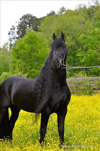 k prodeji, krásný Frisian koně mistr - foto 3