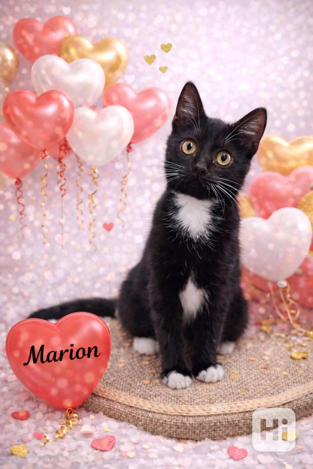 MARION - kastrovaná kočička  - foto 1