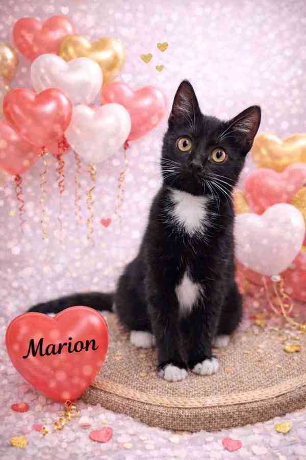 MARION - kastrovaná kočička  - foto 1