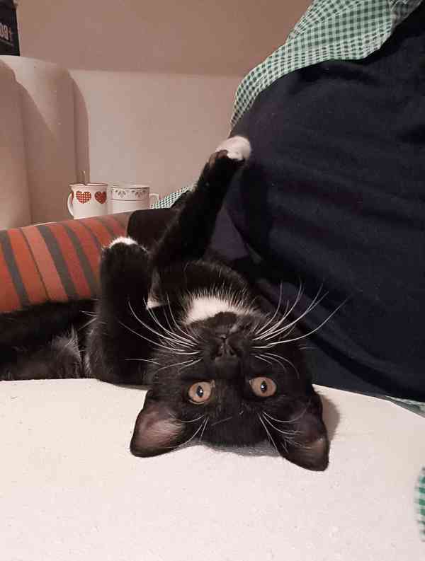 MARION - kastrovaná kočička  - foto 2