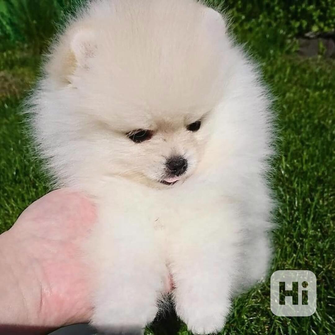 Pomeranian mini s - foto 1
