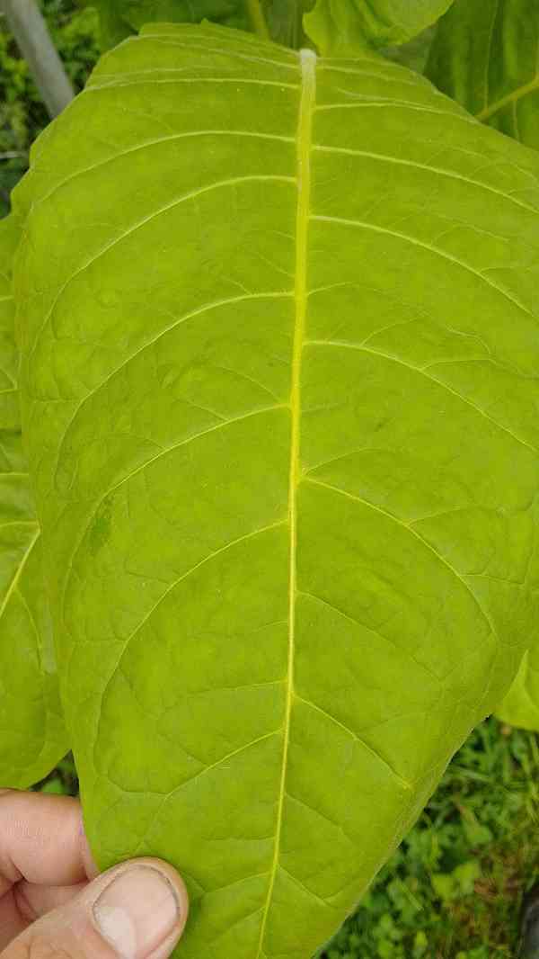 Burley tabák semínka 2025 - foto 2