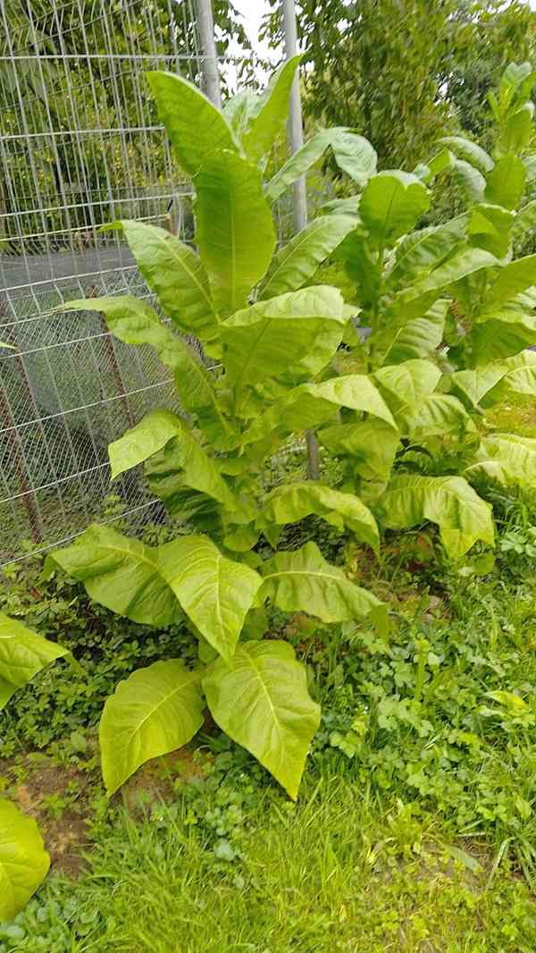 Burley tabák semínka 2025 - foto 3