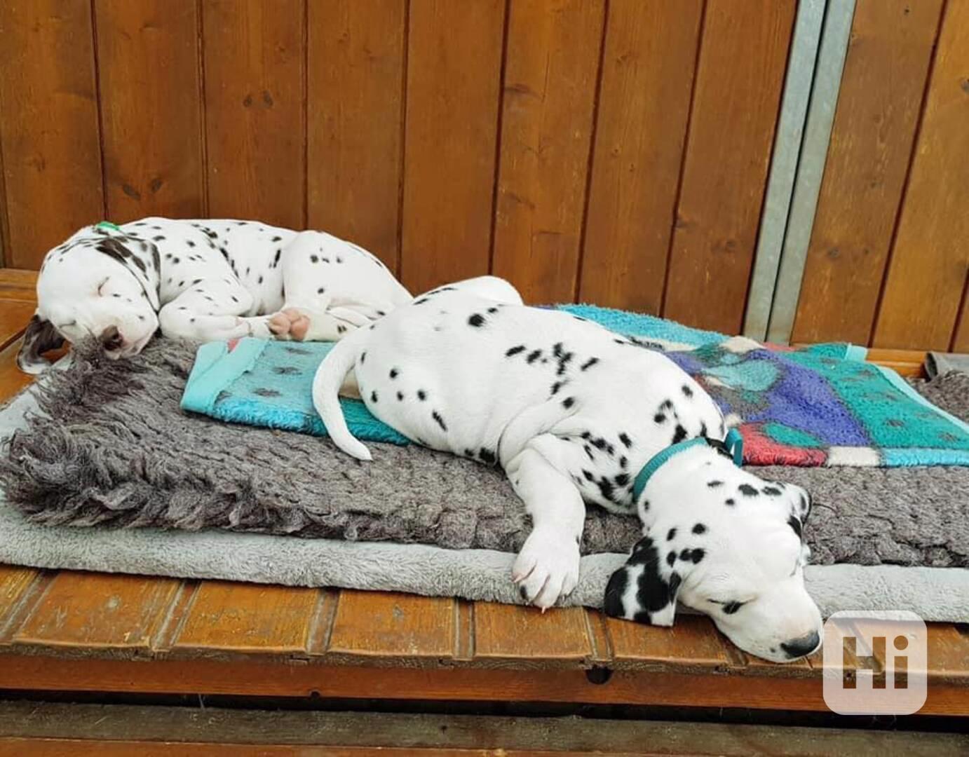 Gyönyörű, kiemelkedő dalmata fiú és lány kölyökkutyák - foto 1