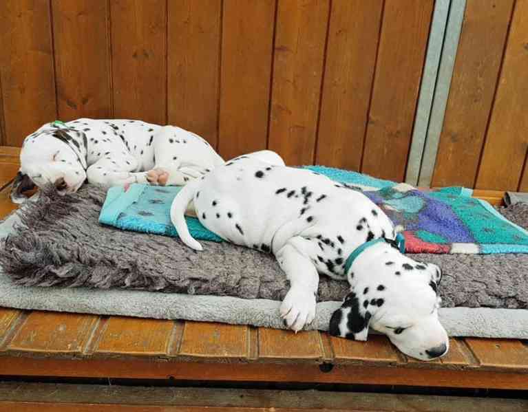 Gyönyörű, kiemelkedő dalmata fiú és lány kölyökkutyák - foto 1