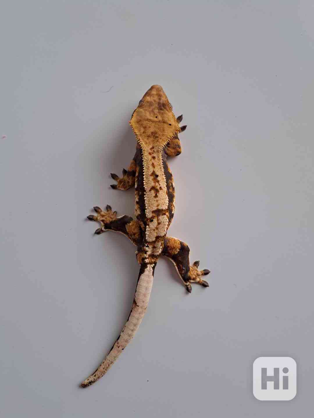 pagekon řasnatý - foto 1