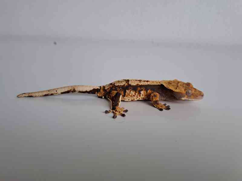 pagekon řasnatý - foto 2