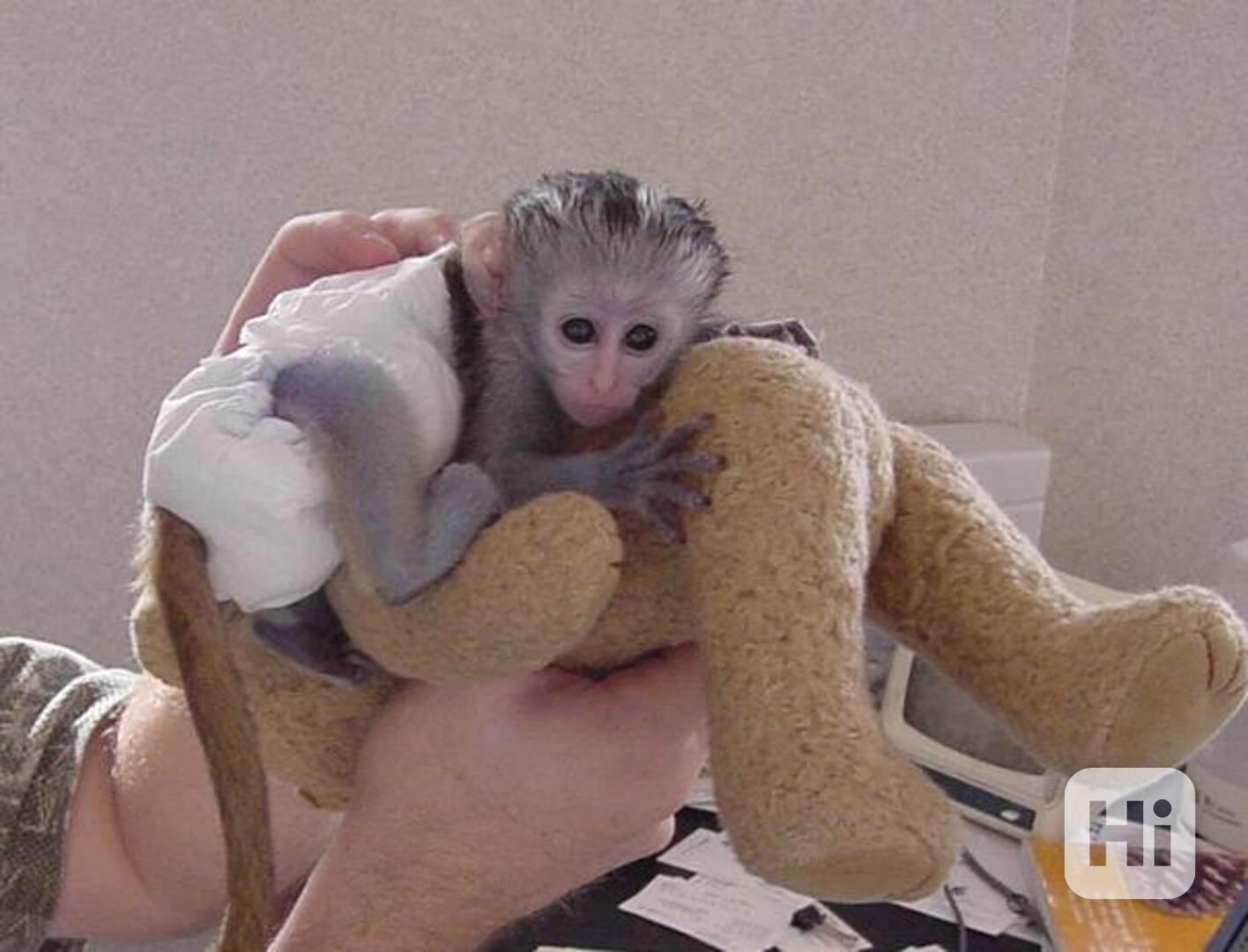 Kapucínská opice k adopci - foto 1