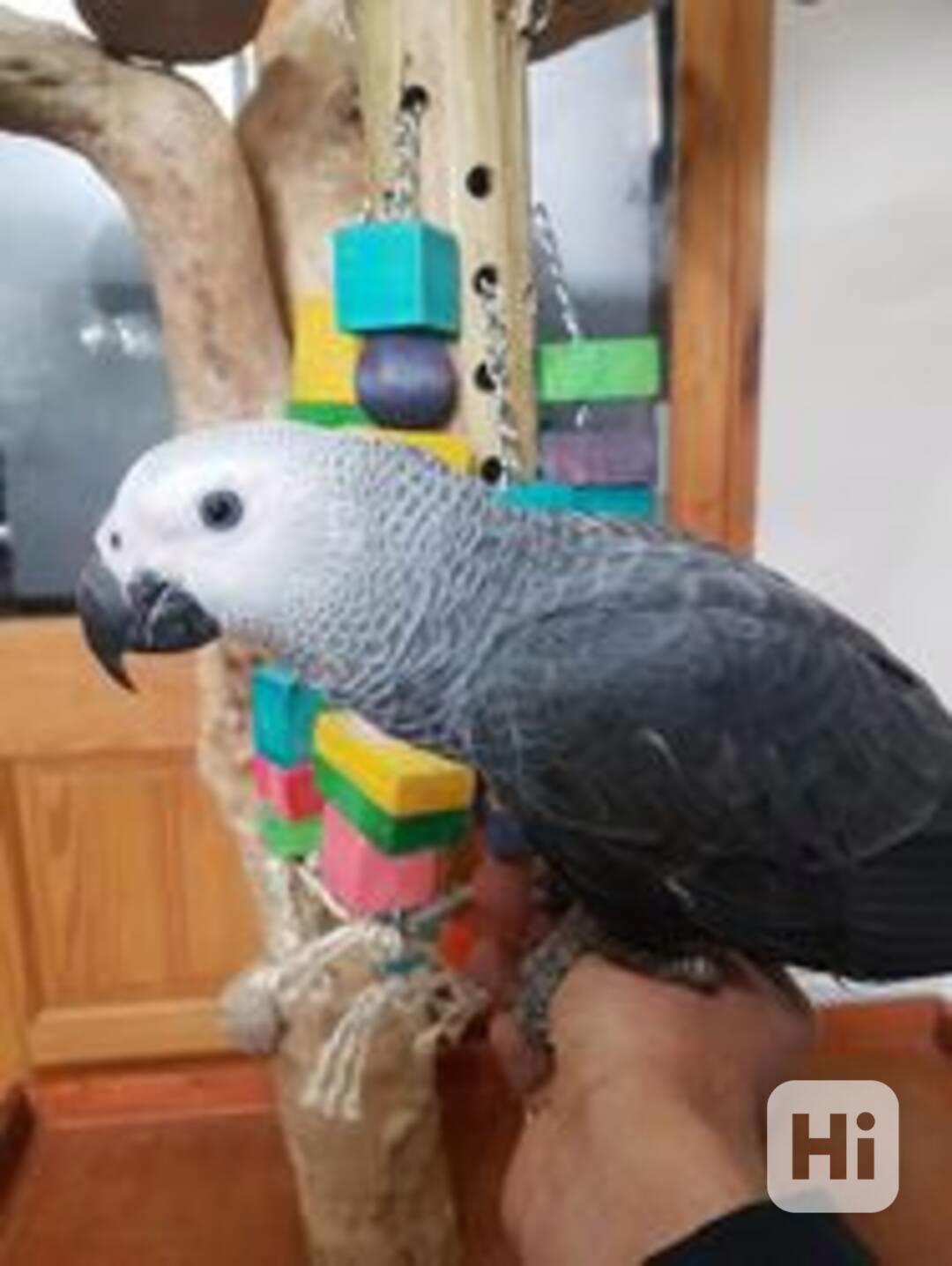 Krásní ručně chovaní afričtí šedí papoušci - foto 1