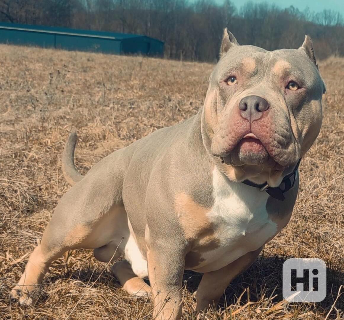 American Bully krytí Standard ABKC/ABR REGISTER bazar Hyperinzerce.cz