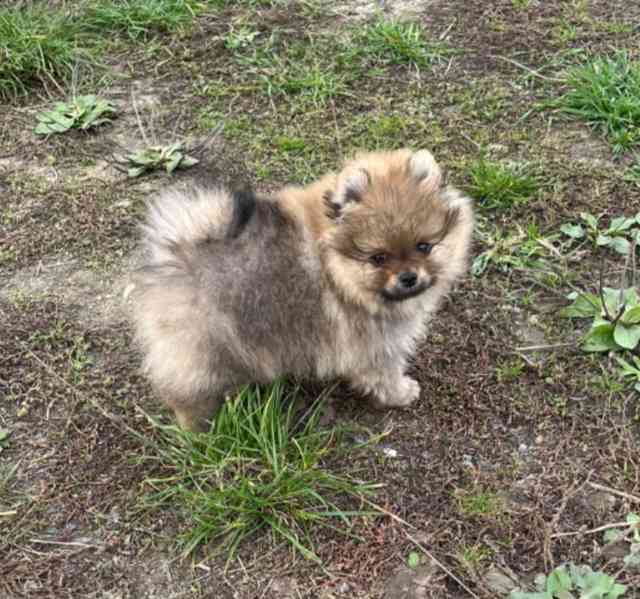 Pomeranian - štěňátko s PP - foto 2