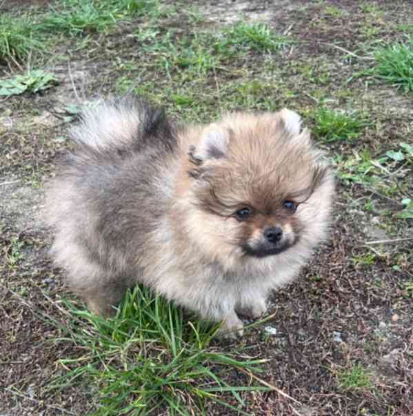 Pomeranian - štěňátko s PP - foto 1