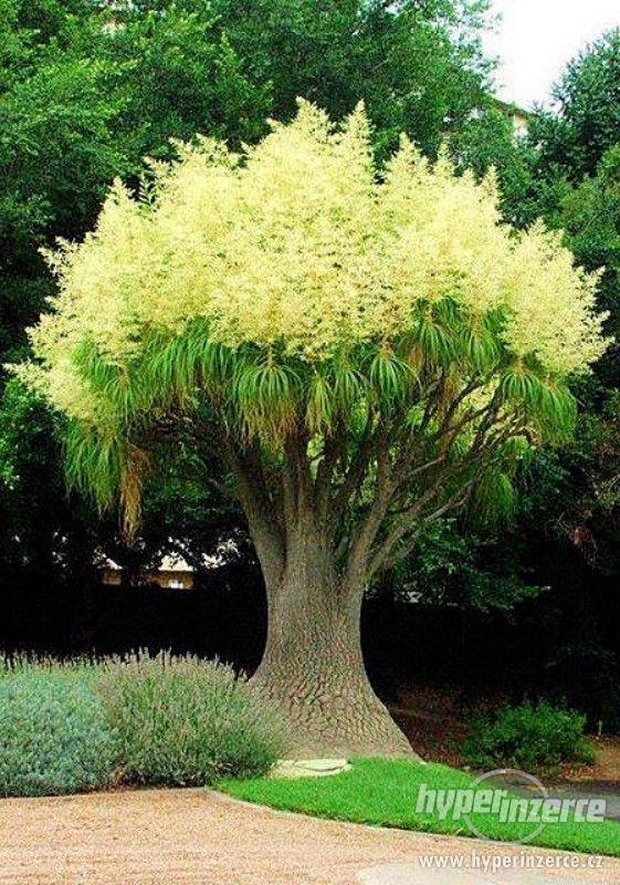 Palma Beaucarnea recurvata - semena 5 ks - foto 1
