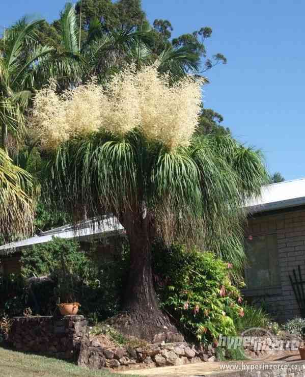 Palma Beaucarnea recurvata - semena 5 ks - foto 3