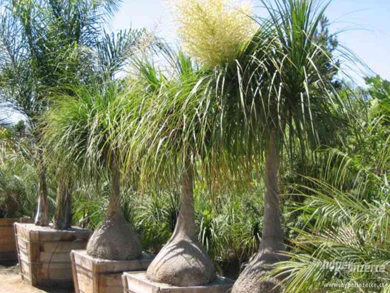 Palma Beaucarnea recurvata - semena 5 ks - foto 6