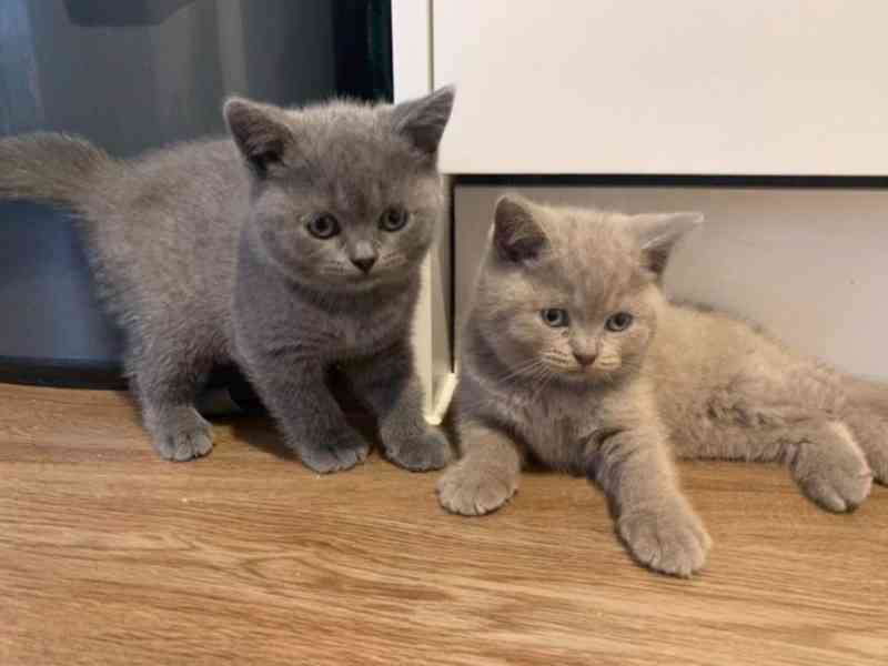 Úžasná Britská krátkosrstá koťátka k adopci zdarma   - foto 2