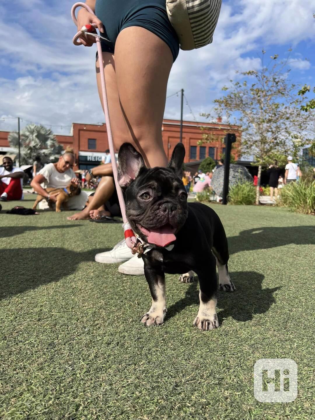 Plavý bretaňský baset je krátkonohé plemeno. Setkat se s ním - foto 1