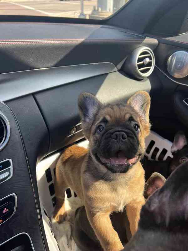 Plavý bretaňský baset je krátkonohé plemeno. Setkat se s ním - foto 2