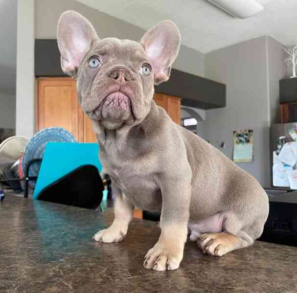 Plavý bretaňský baset je krátkonohé plemeno. Setkat se s ním - foto 4