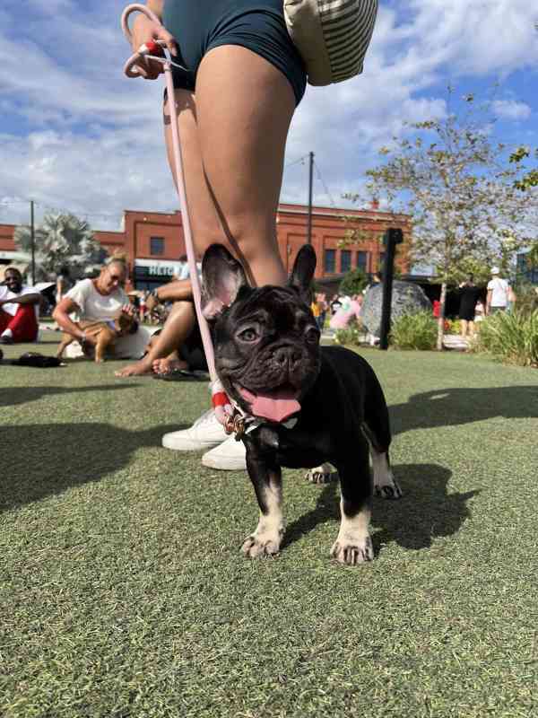 Plavý bretaňský baset je krátkonohé plemeno. Setkat se s ním - foto 1