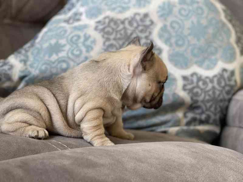 Plavý bretaňský baset je krátkonohé plemeno. Setkat se s ním - foto 3