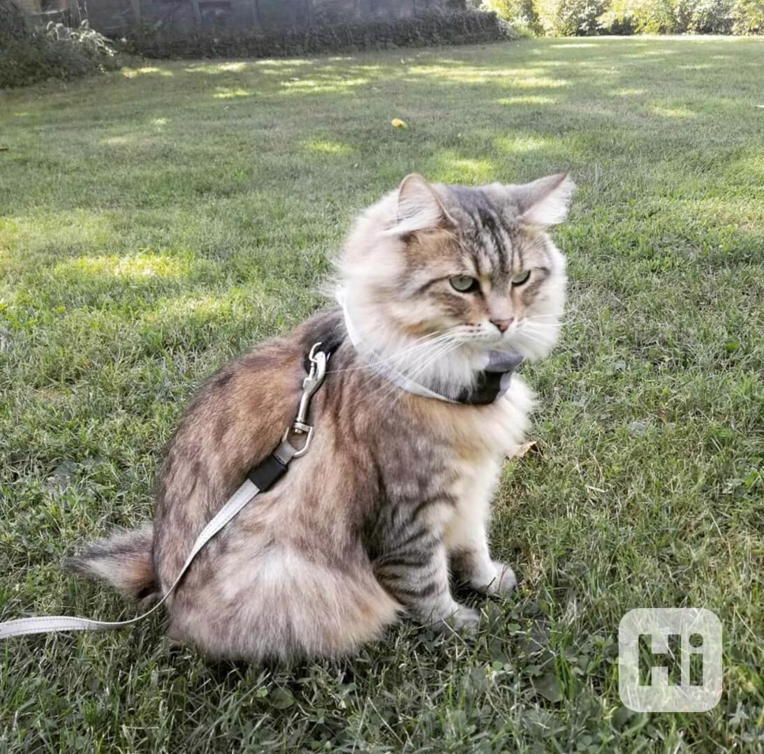 Tato koťata amerického bobtaila světové úrovně  - foto 1