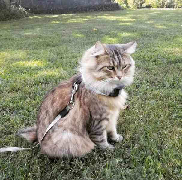 Tato koťata amerického bobtaila světové úrovně 