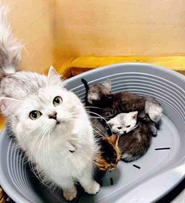 Britské krátkosrsté kočky - foto 4