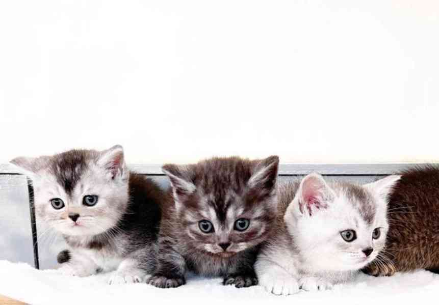 Britské krátkosrsté kočky - foto 3